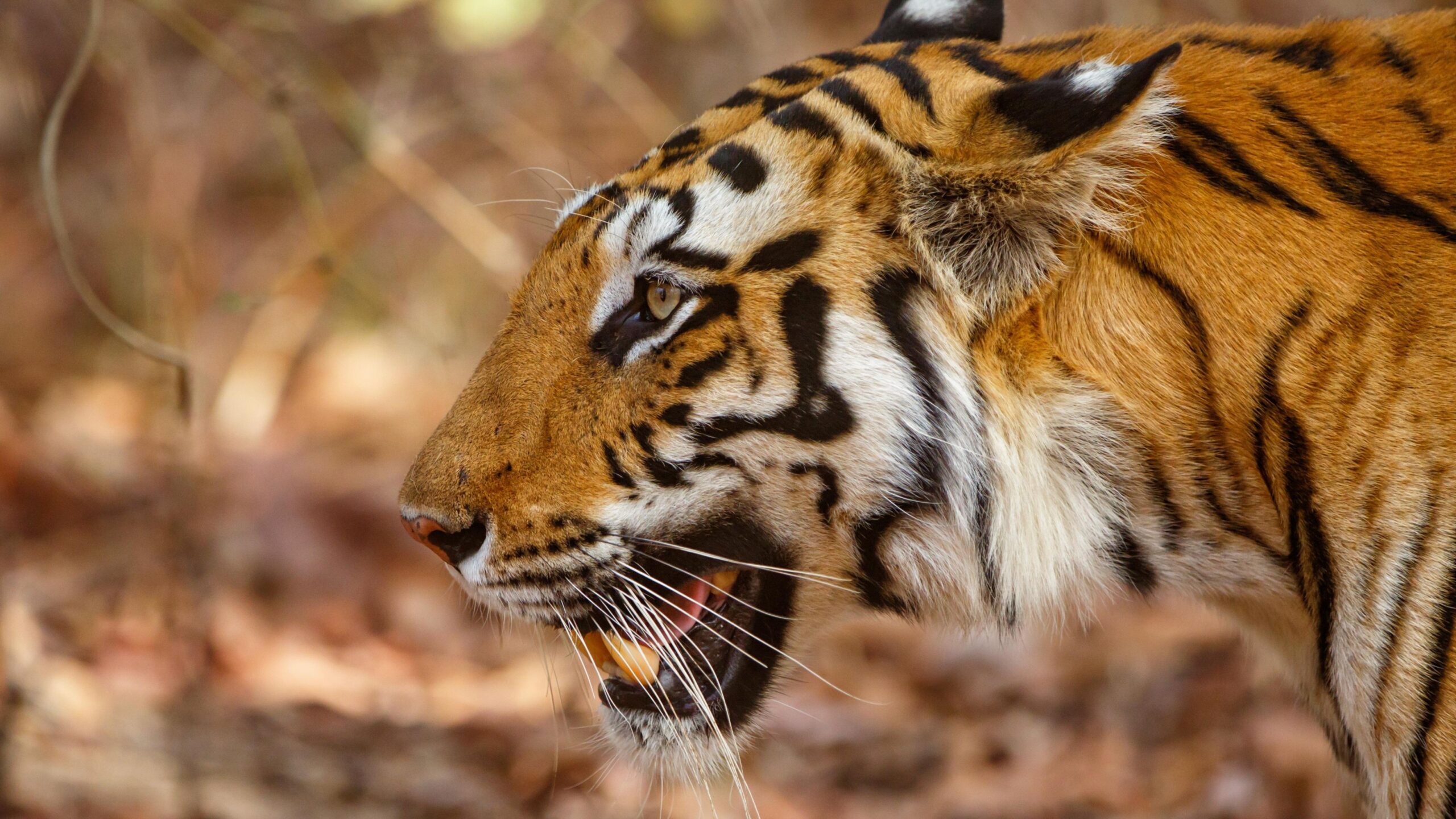 bandhavgarh