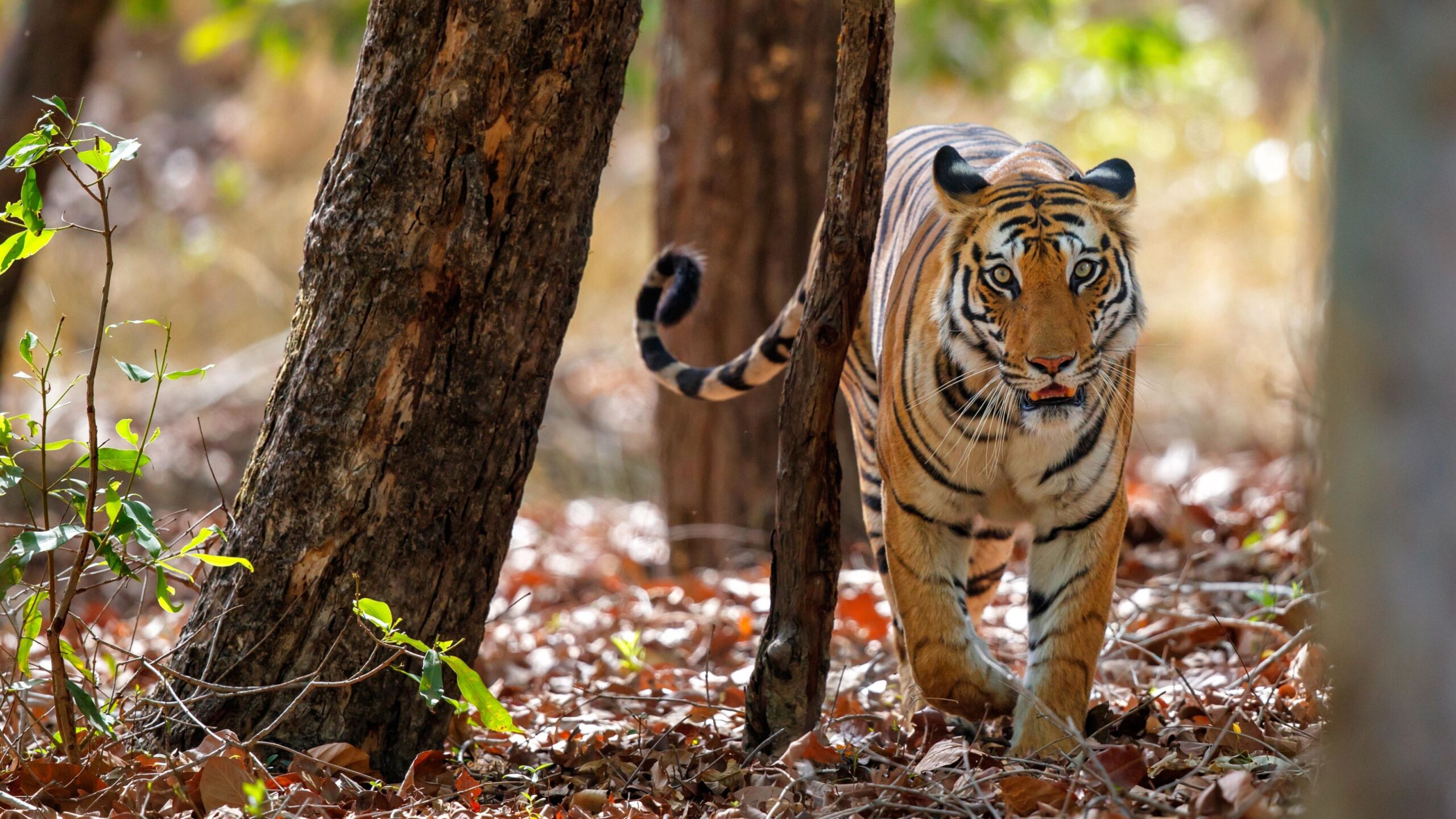 bandhavgarh