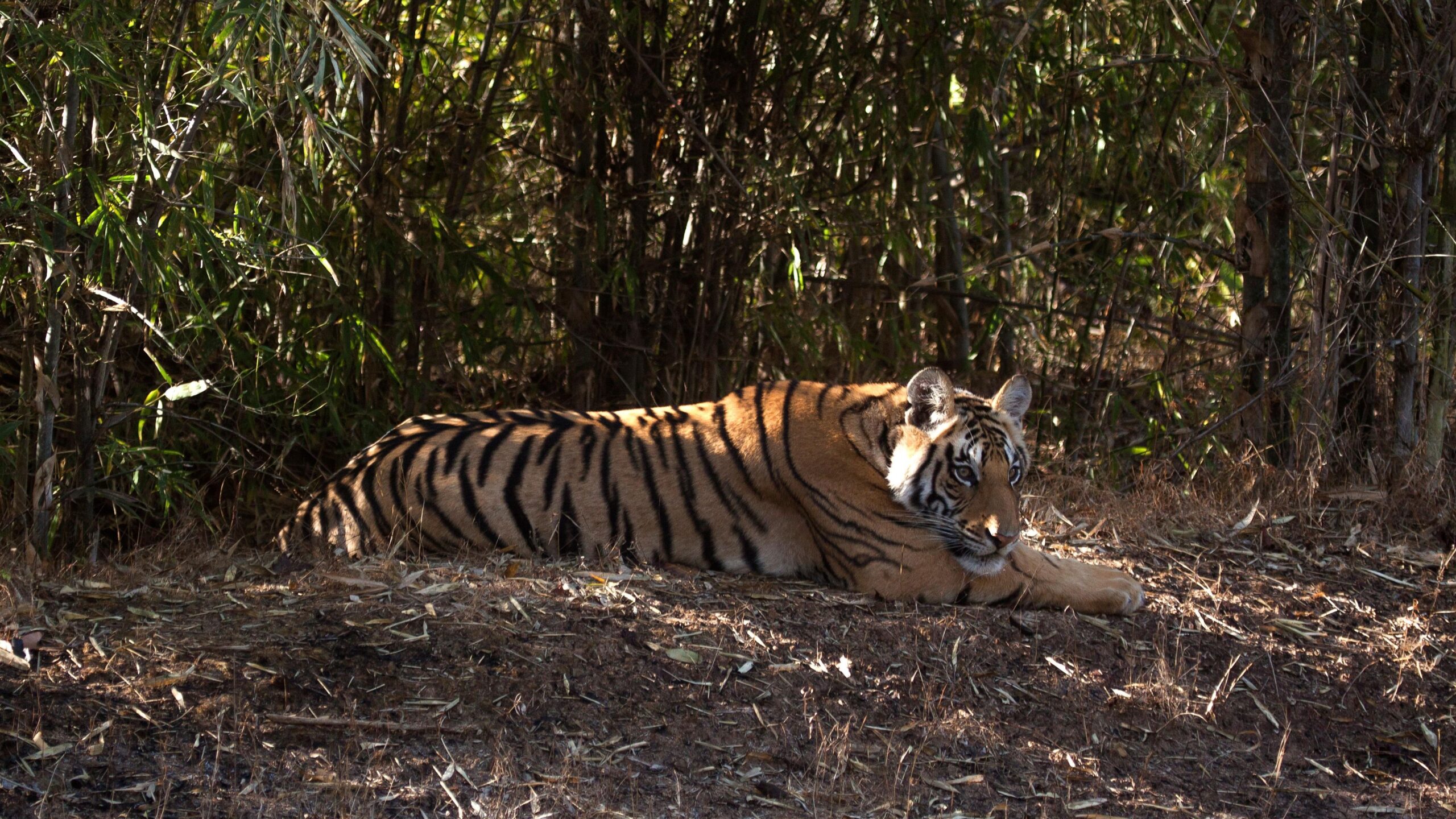 bandhavgarh