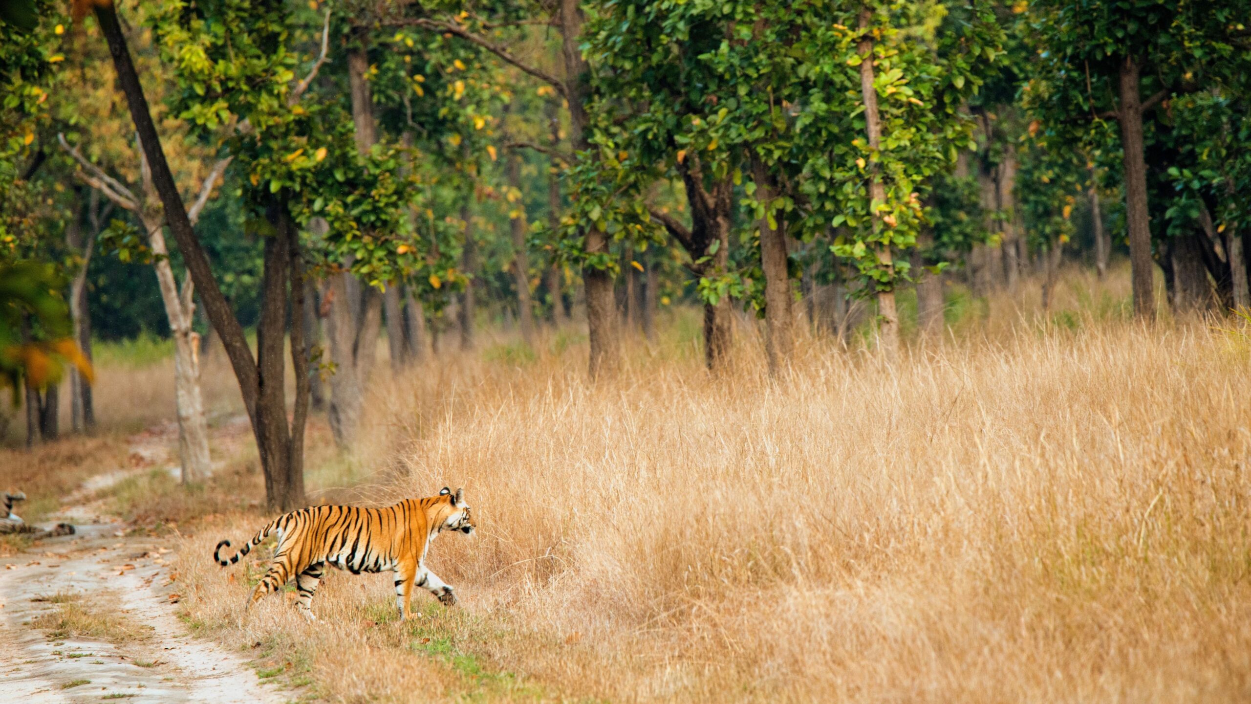 bandhavgarh