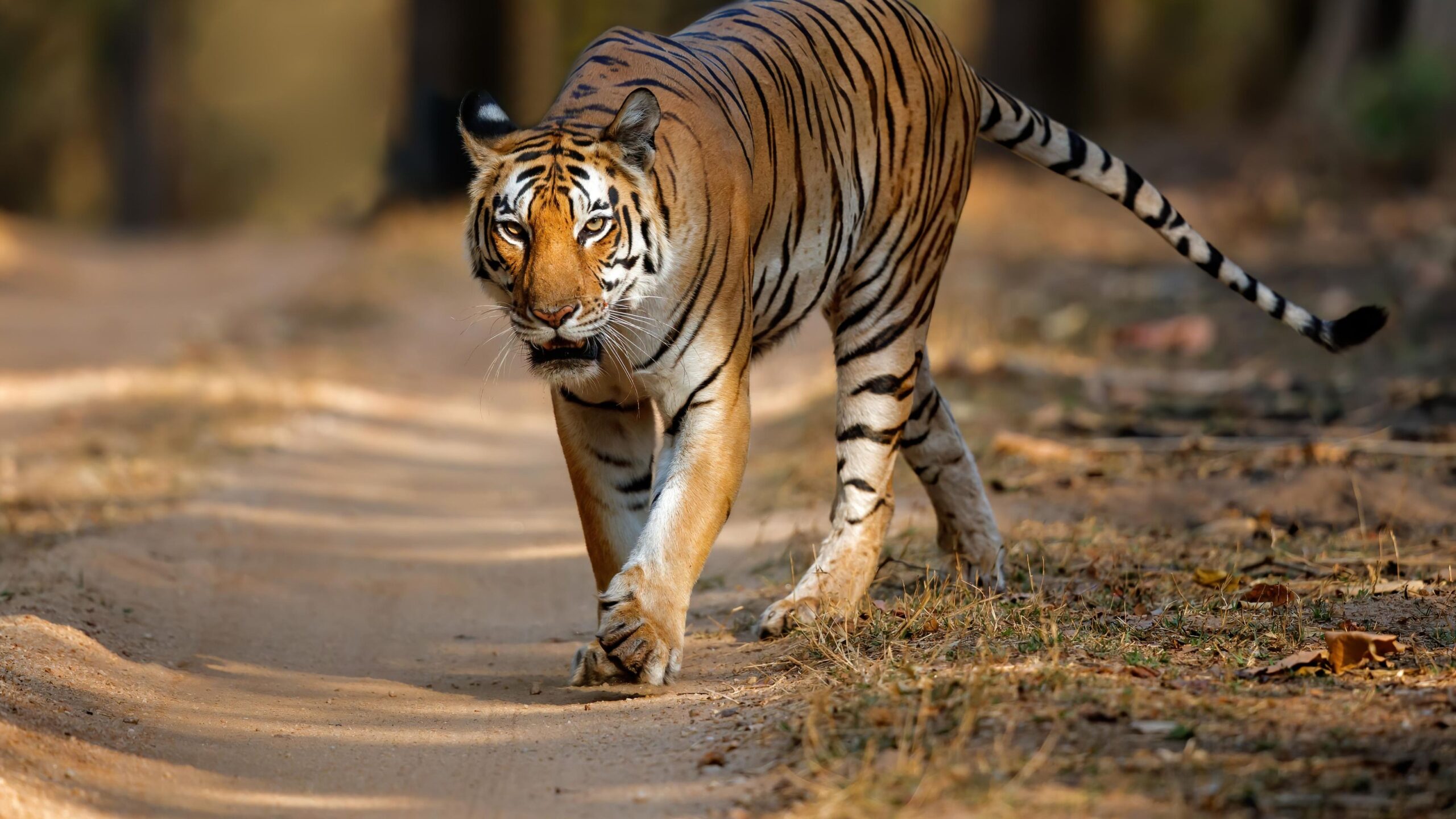 kanha