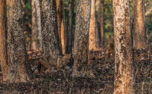 A Golden Jackal, Canis aureus, licking its lips while walking in a eerie-looking forested area of Pench National Park, aka Pench Tiger Reserve, in early morning. The Jackal is well camouflaged among thre trees just after sunrise.
