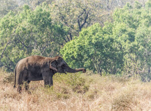 An Indian Elephant, Elephas maximus indicus, gathering dust and short lengths of dry grass, which it will flick over its head and back. Photographed at Pench National Park, aka Pench Tiger Reserve, Madhya Pradesh, India.