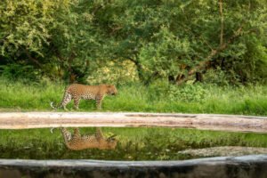 Indian wild male leopard or panther walking with reflection in water at waterhole during monsoon season outdoor wildlife safari at forest of central india - panthera pardus fusca
