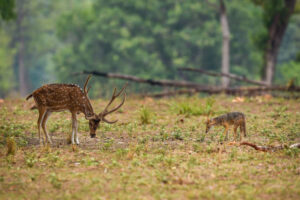golden jackal or Canis aureus attacking on spotted deer or chital trying to ward off with long antlers or horns laws of jungle and survival of the fittest at kanha national park madhya pradesh india